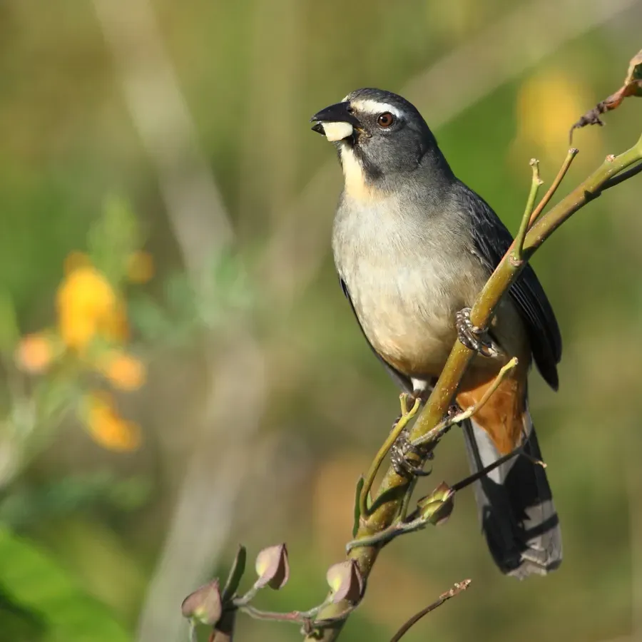 File:Saltator coerulescens - Greyish Saltator.JPG