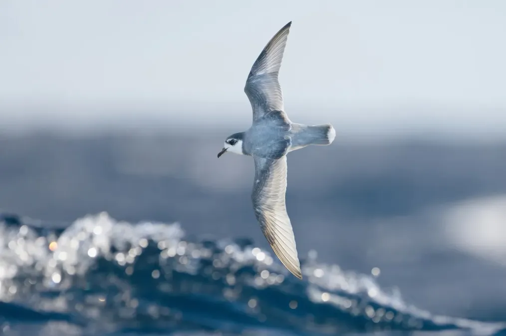 File:Halobaena caerulea in flight - SE Tasmania.jpg