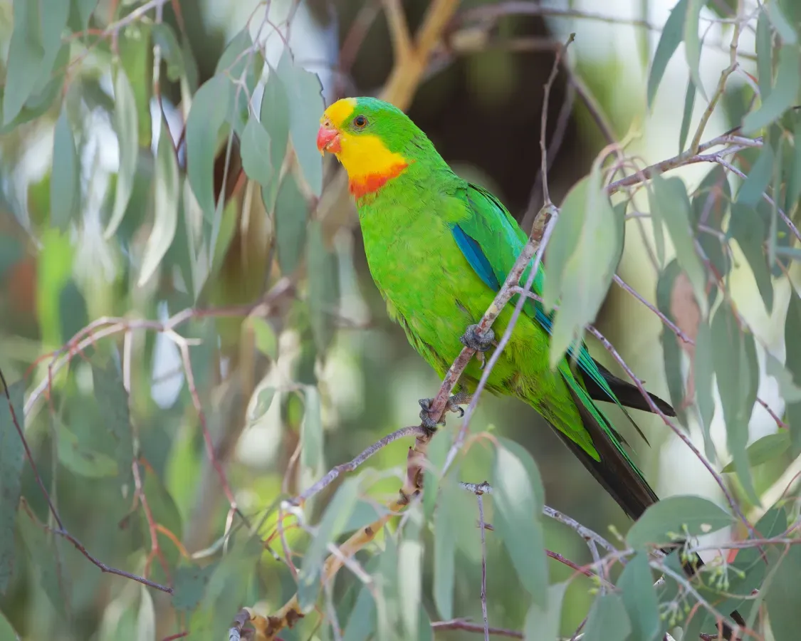 File:Polytelis swainsonii - Canberra.jpg
