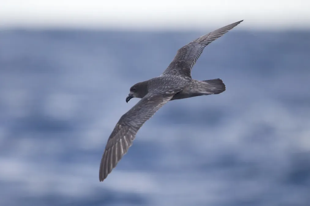 File:Pterodroma solandri in flight- east of Port Stephens.jpg