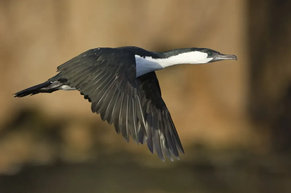 File:Phalacrocorax fuscescens in flight 1 - SE Tasmania.jpg