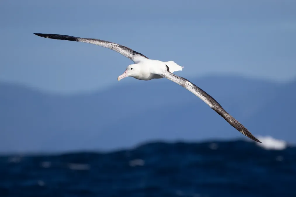 File:Diomedea epomophora in flight 6 - SE Tasmania.jpg