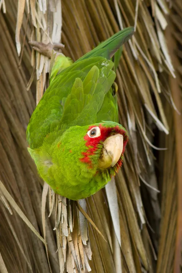 File:Psittacara erythrogenys, Presidio.jpg