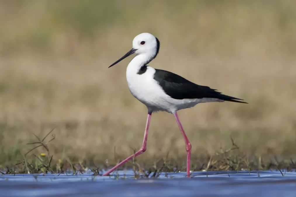 File:Himantopus leucocephalus - Hexham.jpg