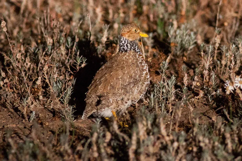 File:Pedionomus torquatus, South Australia 1.jpg