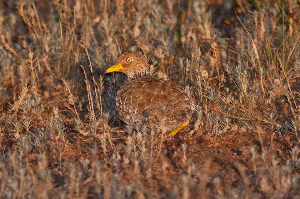 File:Pedionomus torquatus, South Australia 2.jpg