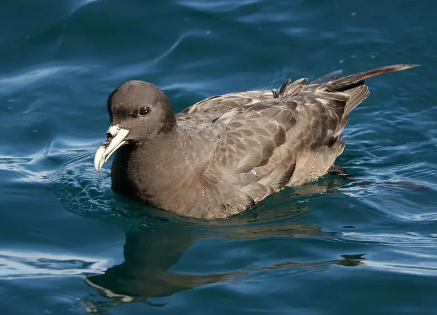 File:Procellaria aequinoctialis off Kaikoura.jpg