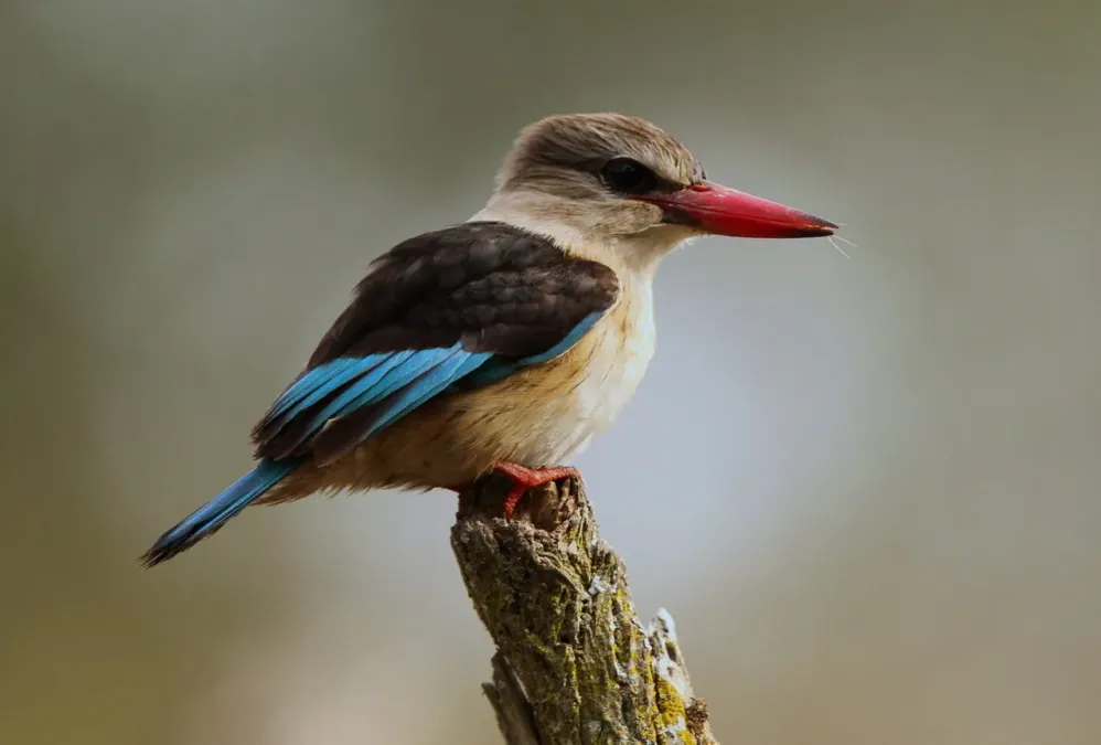 File:Male Brown-hooded Kingfisher, Halcyon albiventris.jpg