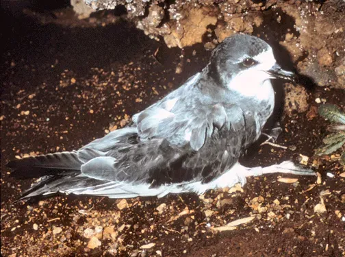 File:Hawaiian Petrel Pterodroma sandwichensis in burrow.jpg