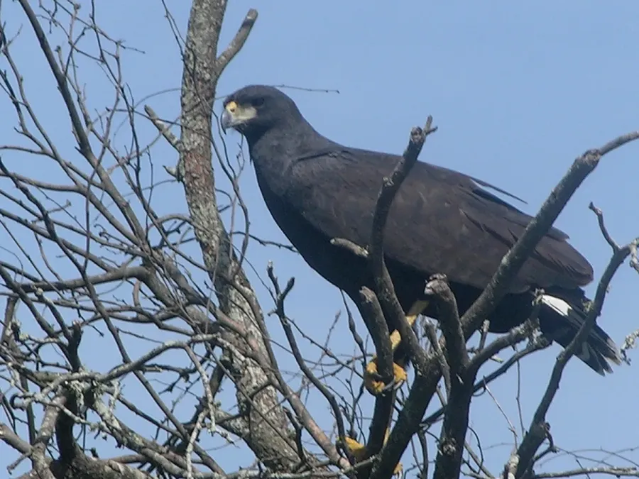 File:Buteogallus urubitinga NBII.jpg
