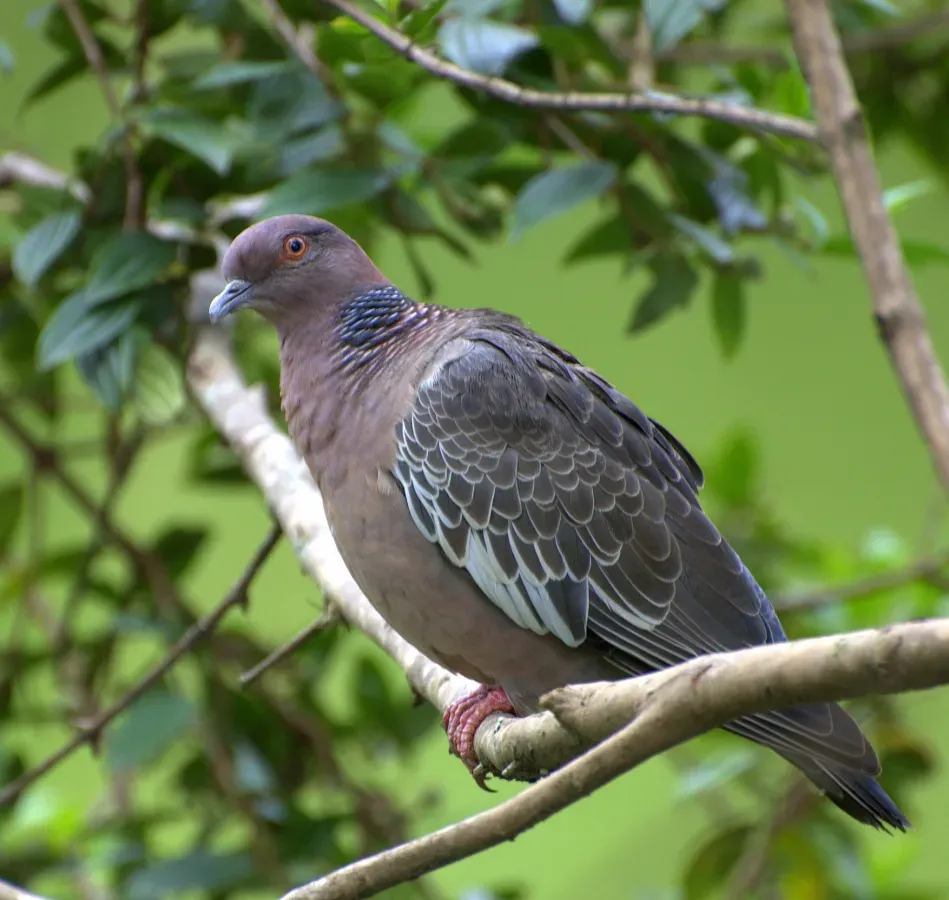 File:Patagioenas picazuro 854.jpg