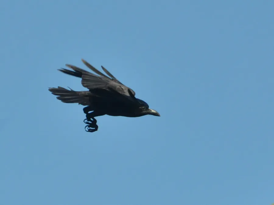File:Corvus enca celebensis - Warembungan.JPG