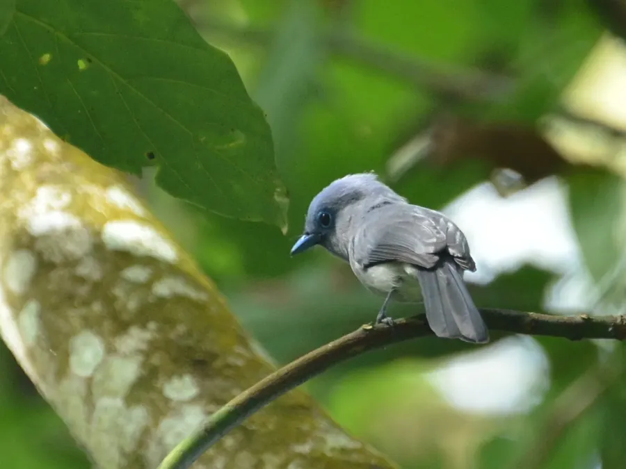 File:Hypothymis puella puella.jpg