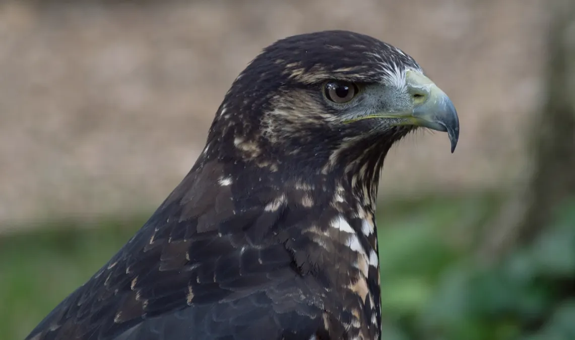 File:Geranoaetus melanoleucus, Hawk Conservancy.jpg