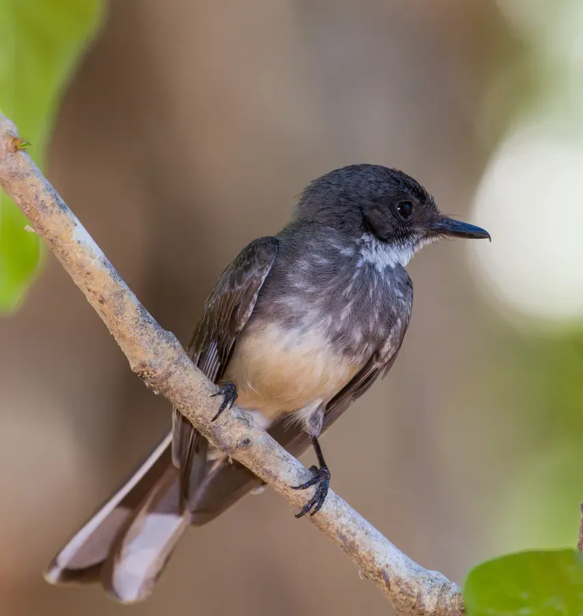 File:Northern Fantail (Rhipidura rufiventris).04.jpg