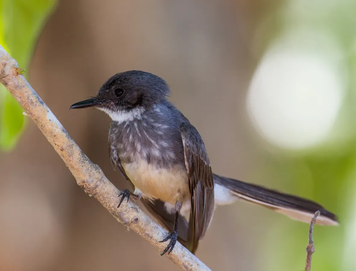 File:Northern Fantail (Rhipidura rufiventris).03.jpg