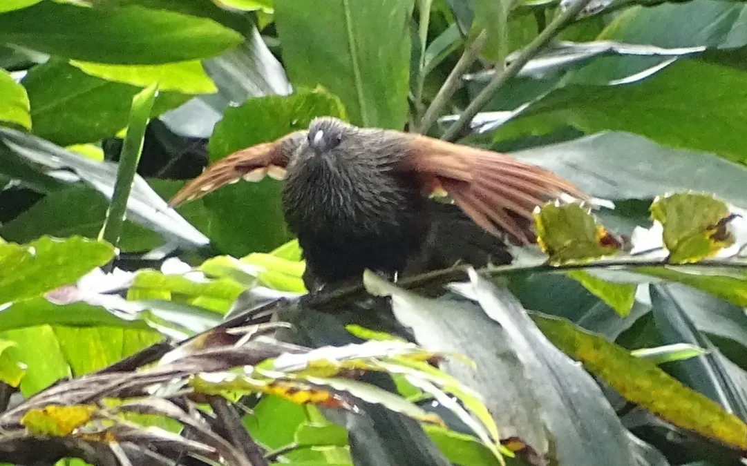 File:Malagasy coucal (Centropus toulou).JPG