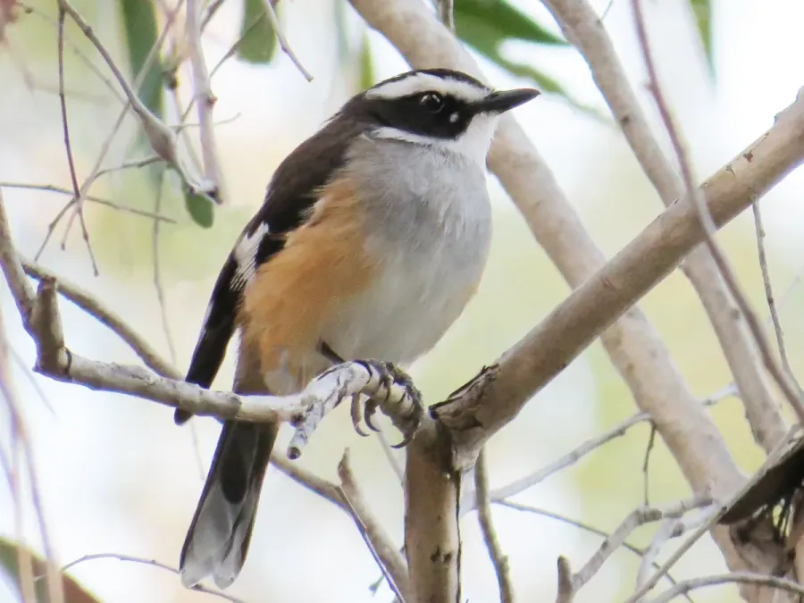 File:Poecilodryas cerviniventris - Buff-sided robin 699.jpg