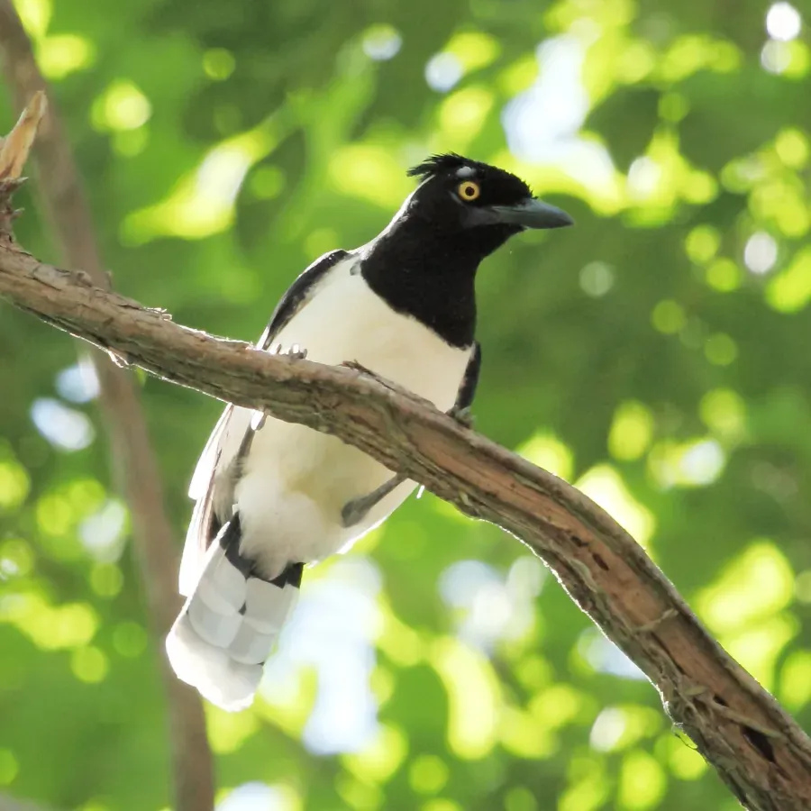 File:Cyanocorax cyanopogon - White-naped Jay.JPG
