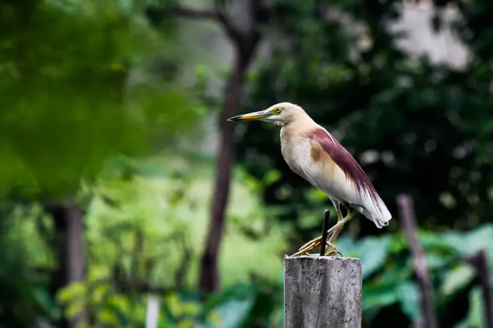 File:Pond Heron (Ardeola grayii) at Narayanganj, Bangladesh.jpg