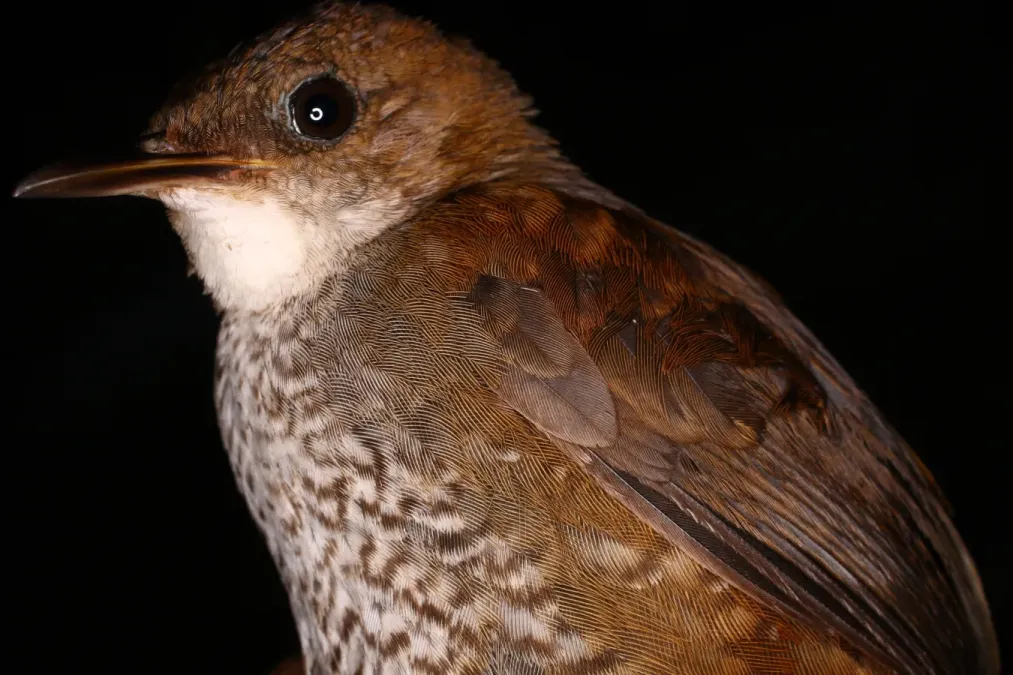 File:Microcerculus marginatus (15151588775).jpg