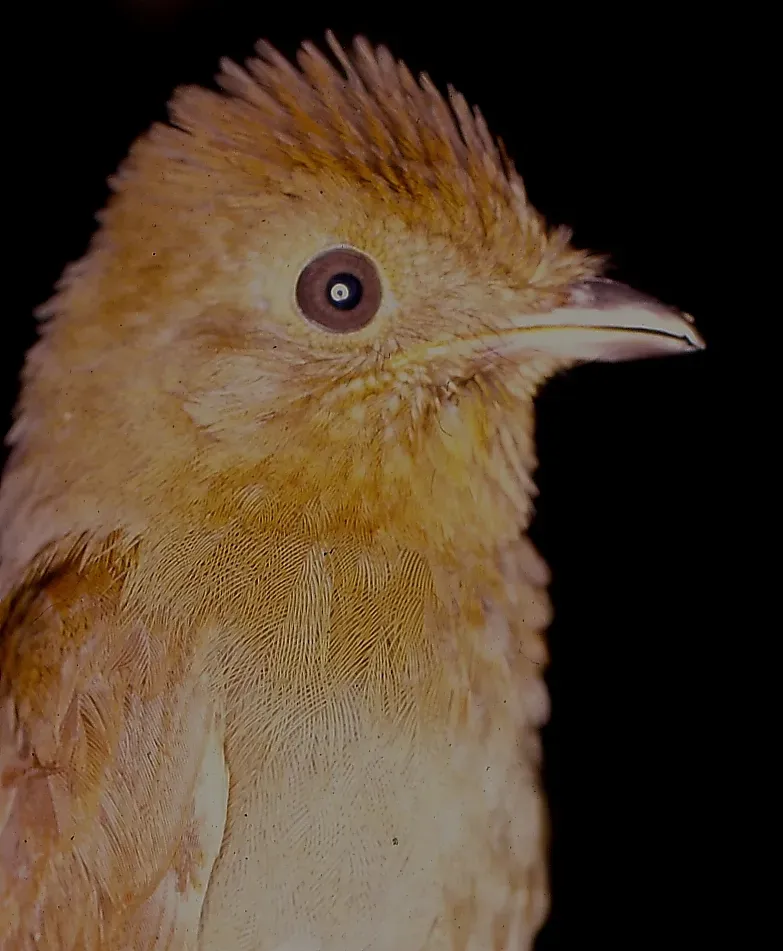 File:Schiffornis stenorhyncha (14964857018).jpg
