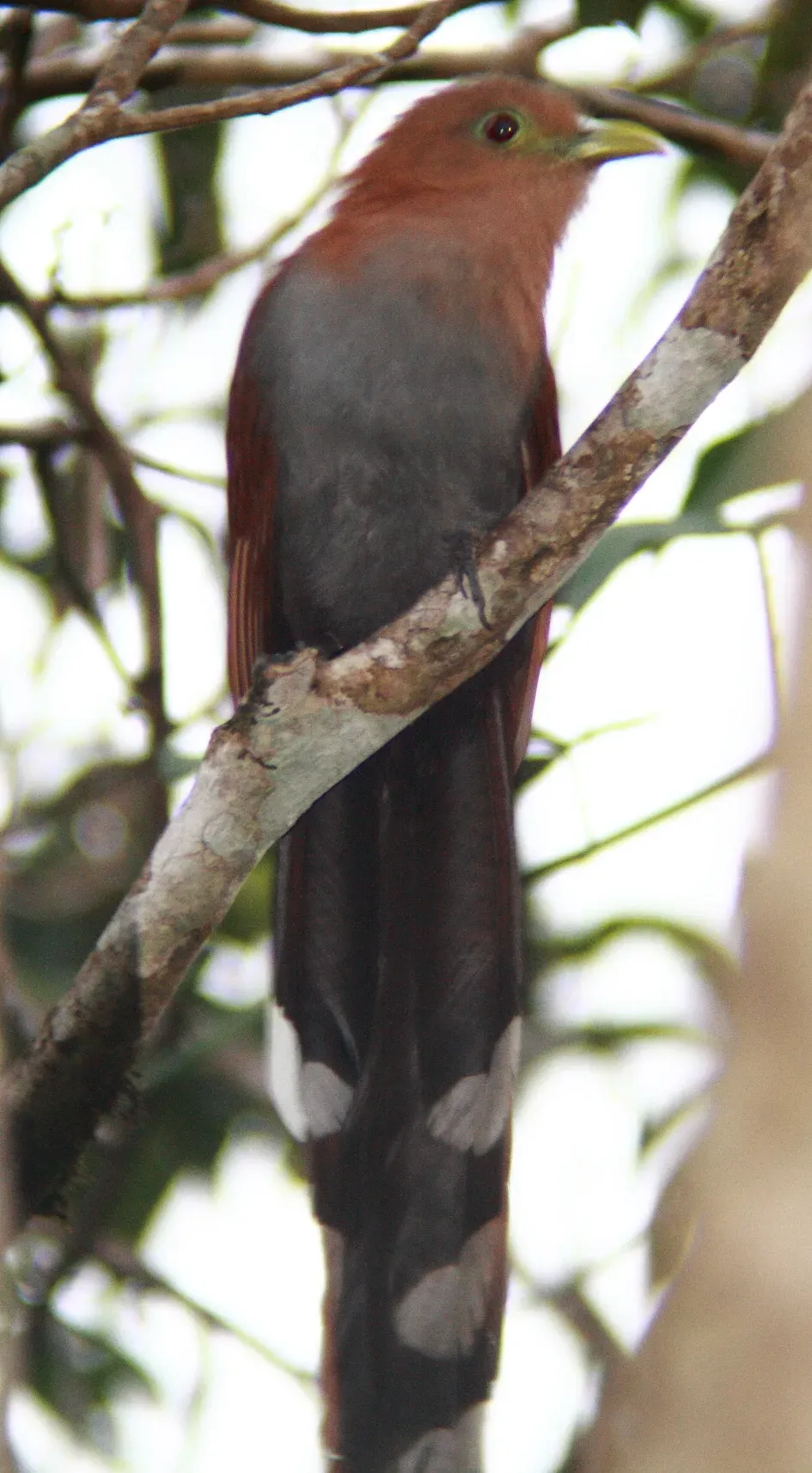 File:Piaya cayana (Squirrel Cuckoo) (15147802961).jpg