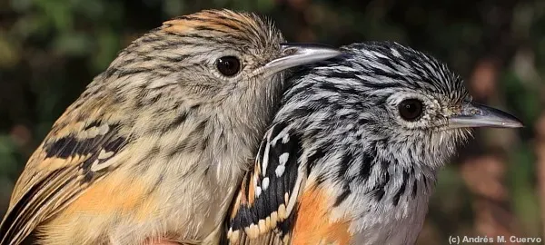 File:Drymophila klagesi (Klages's Antbird) - female and male (7612302738).jpg