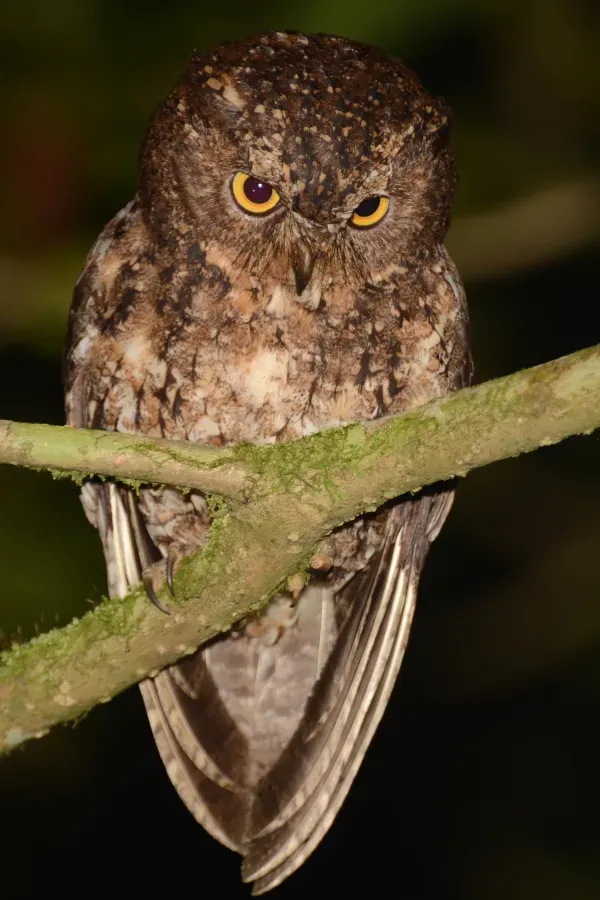 File:Otus manadensis - Mahawu.JPG