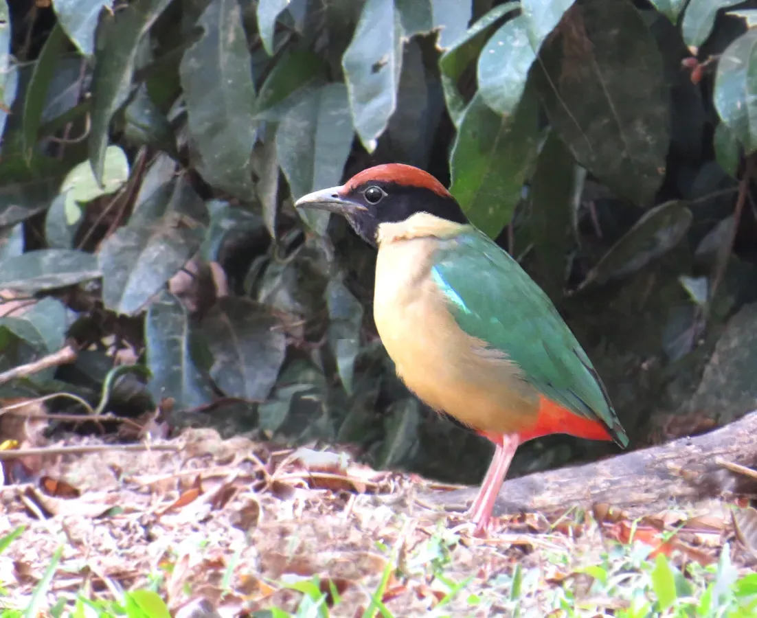 File:Pitta versicolor - Noisy pitta.jpg