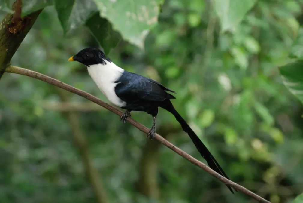 File:White-necked myna - (Streptocitta albicollis).jpg