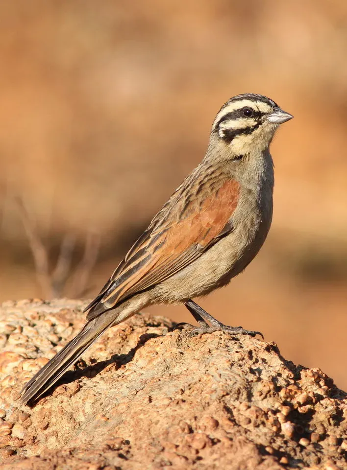 File:Cape Bunting, Emberiza capensis at Suikerbosrand Nature Reserve, Gauteng, South Africa.jpg