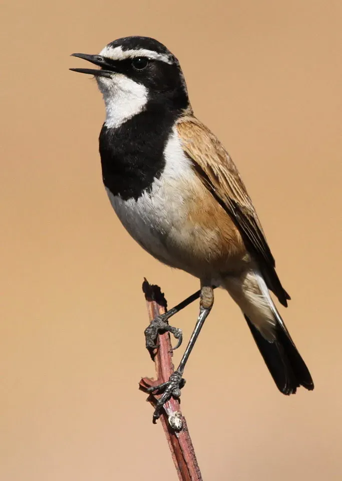 File:Capped Wheatear, Oenanthe pileata at Suikerbosrand Nature Reserve, Gauteng, South Africa.jpg