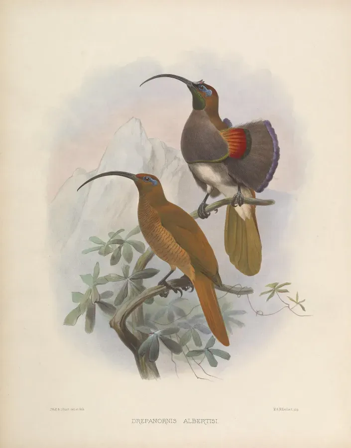 File:Drepanornis albertisi.jpg