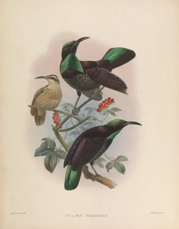 File:Ptiloris paradiseus.jpg