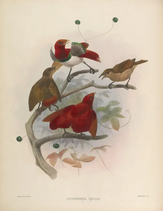 File:Cicinnurus regius.jpg
