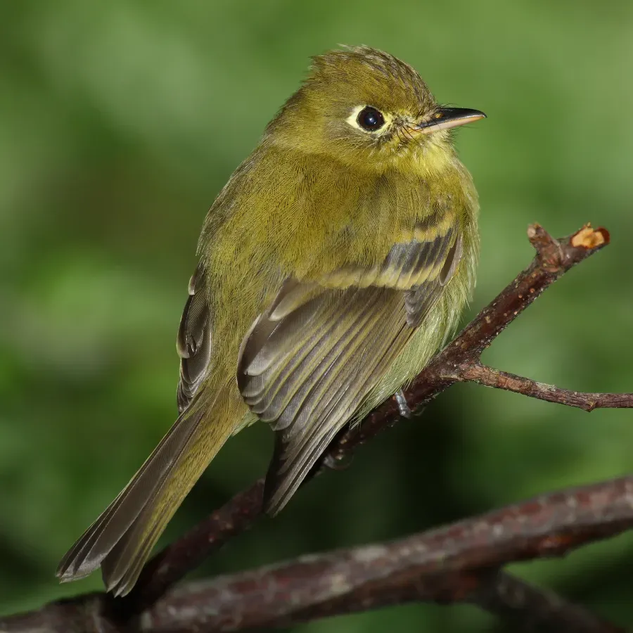 File:Empidonax-flavescens-002.jpg