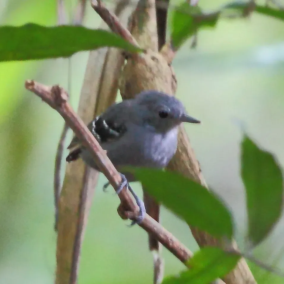 File:Isleria hauxwelli - Plain-throated Antwren (male).JPG