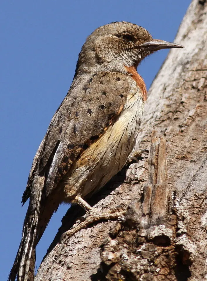 File:Red-throated Wryneck, Jynx ruficollis.jpg