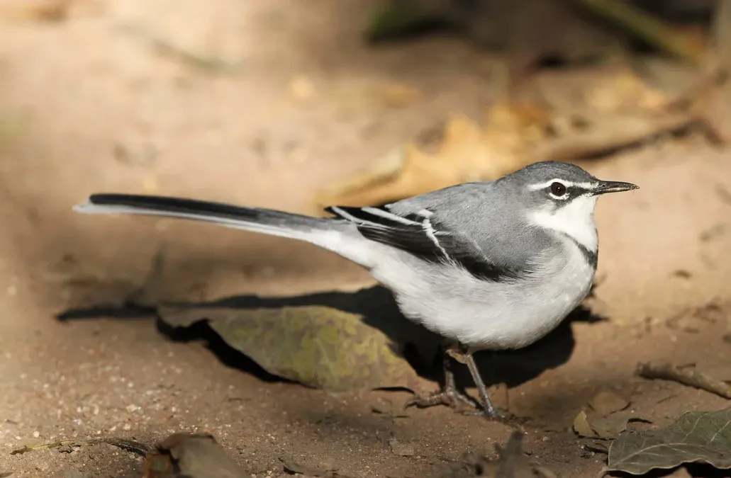 File:Mountain wagtail, Motacilla clara.jpg