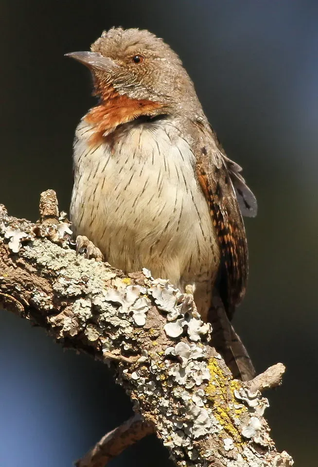 File:Red-throated Wryneck Jynx ruficollis.jpg