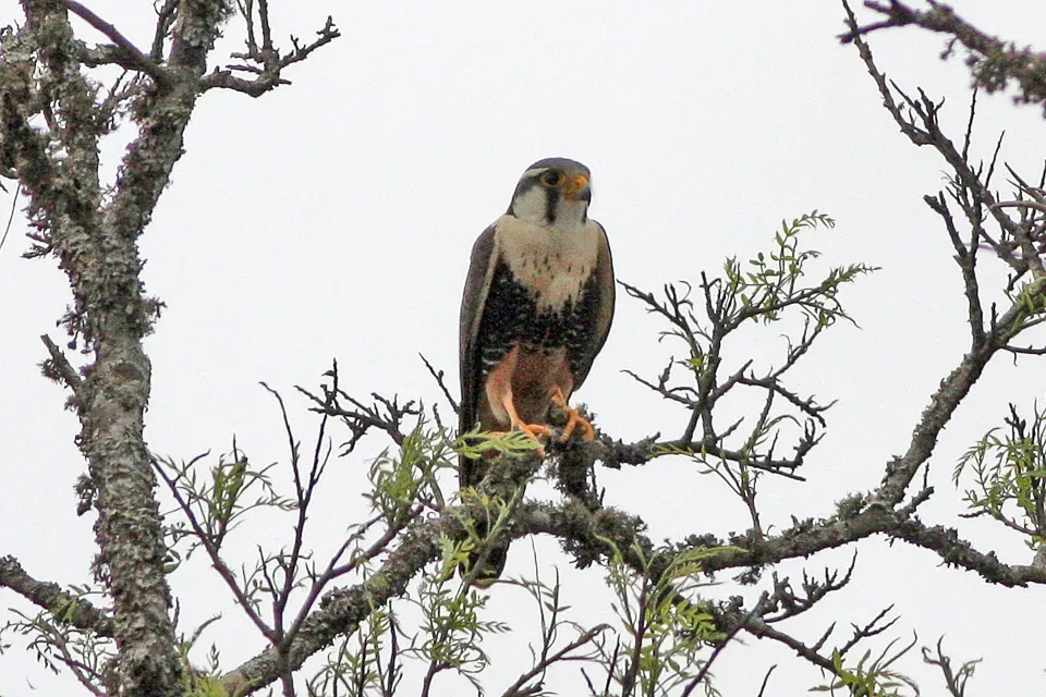 File:Falco femoralis, Las Lajitas, Salta, Argentina.jpg