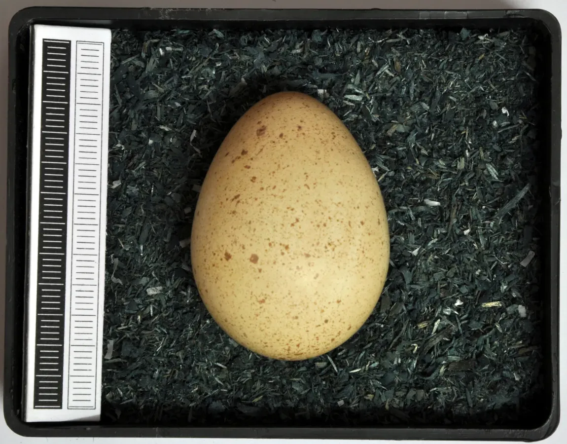 File:Alectoris graeca MWNH 2034.JPG