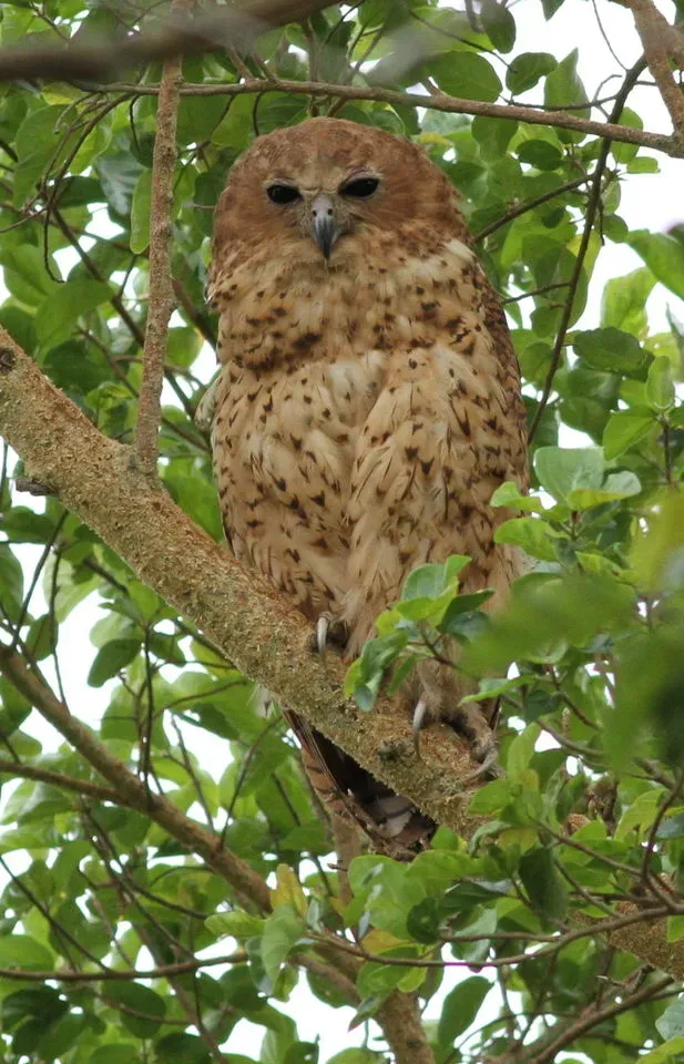 File:Pel's fishing owl, Scotopelia pel.jpg
