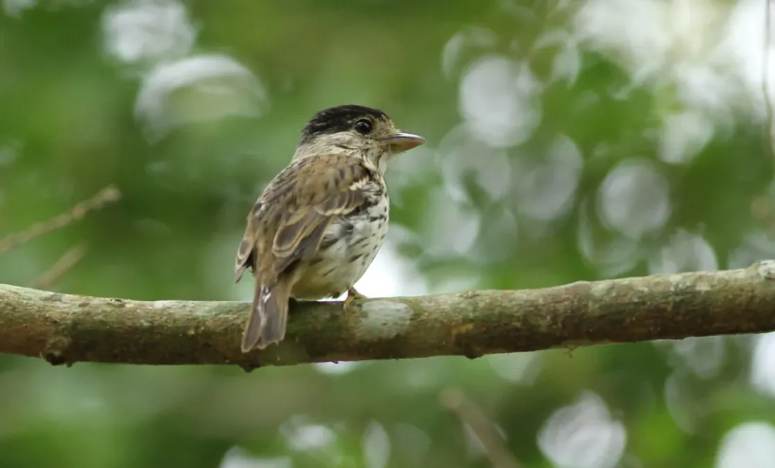 File:African broadbill, Smithornis capensis.jpg