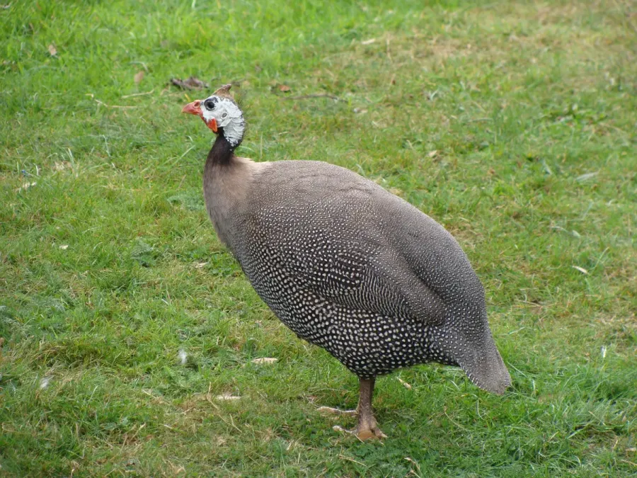 File:Numida meleagris.001 - Woburn Safari Park.JPG