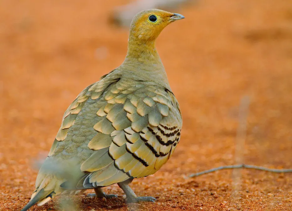 File:Chestnut-bellied sandgrouse (Pterocles exustus).jpg
