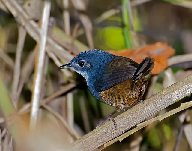 File:MACUQUINHO (Eleoscytalopus indigoticus ).jpg