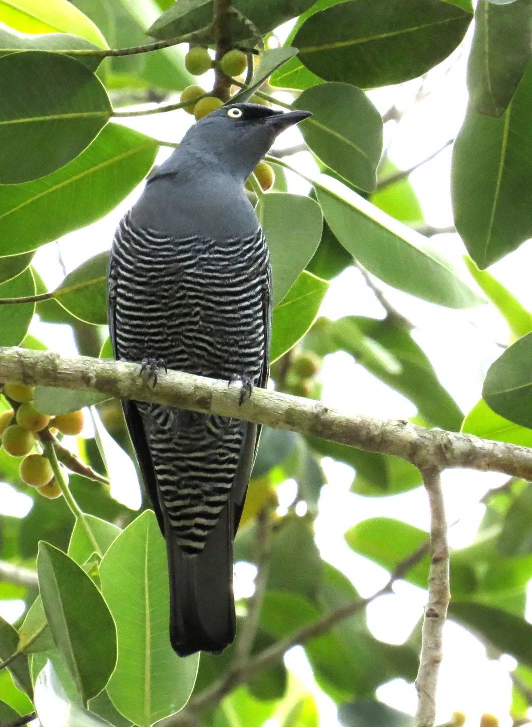 File:Coracina lineata - Barred Cuckoo-shrike.jpg