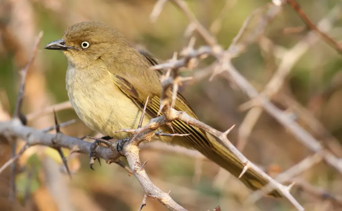 File:Sombre greenbul, Andropadus importunus.jpg